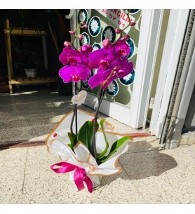 Orkide 2 Dal Mor